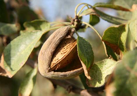 Almonds
