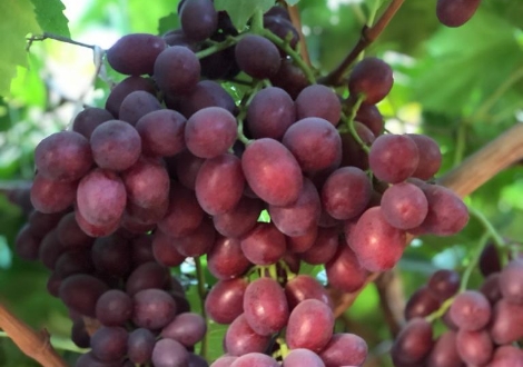 Grapes
